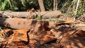 Vụ phá rừng ở Măng Đen: Kỷ luật chủ tịch, phó chủ tịch thị trấn 
