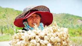 Central Vietnam embraces OCOP scheme