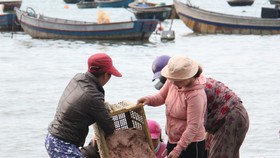 Ngư dân Đà Nẵng trúng đậm mùa ruốc biển