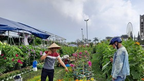 Giá các loại hoa, cây cảnh, quất giảm khoảng 20-30% so với năm ngoái 