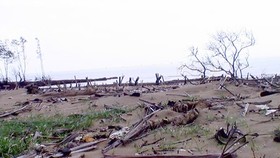 Sóc Trăng: Nhiều diện tích rừng phòng hộ ven biển chết khô