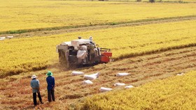 Thu hoạch lúa tại ĐBSCL