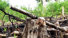 Những cây rừng tự nhiên thuộc khu vực rừng phòng hộ sông Trà Bương có đường kính từ 50 đến 70cm bị cắt hạ nằm trơ gốc