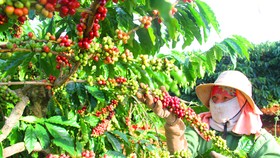 Nông dân TP Pleiku thu hoạch cà phê. Ảnh: HỮU PHÚC