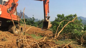 Tan tác vựa cam Cao Phong