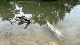 Quảng Ngãi: Điều tra nguyên nhân cá chết hàng loạt trên sông Bàu Giang