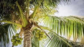 Những cây dừa gắn liền với tuổi thơ và đời sống phương Nam