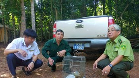 Bình Phước: Thả 2 con cu li quý hiếm về rừng tự nhiên
