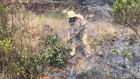 Dập tắt vụ cháy rừng thông ở Quảng Nam