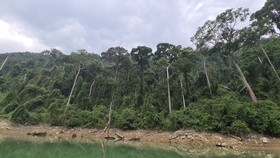 Quảng Nam lý giải nguyên nhân hao hụt 2.850 ha rừng trong một năm