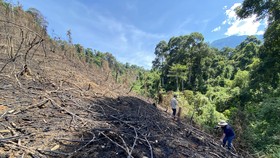 Nhiều diện tích rừng bị đốt cháy sau khi Công ty Tuấn Zin nhận phát dọn