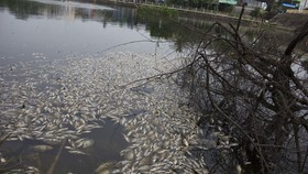 Hàng tấn cá chết bất thường bốc mùi hôi thối ở hồ Đại An do thiếu ôxy