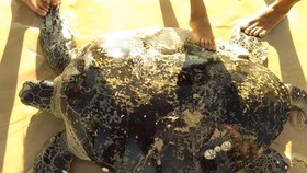 Rùa biển nặng hơn 100 kg mắc lưới ngư dân