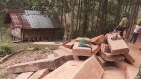 Số gỗ được phát hiện ở khu vực bìa rừng..