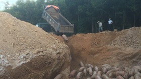 Quảng Trị: Tiêu hủy gần 1.000 con heo nhập khẩu bị nhiễm dịch tả heo Châu Phi  