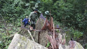 Cận cảnh hiện trường vụ phá rừng đặc dụng ở Quảng Trị
