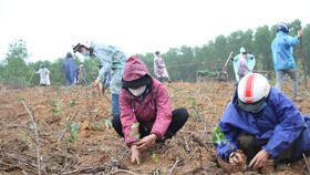 Người dân huyện Cam Lộ trồng cây quế tại khu vực hồ Đá Lã, xã Cam Thủy