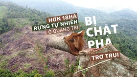 Hơn 18ha rừng tự nhiên ở Quảng Trị bị chặt phá trơ trụi