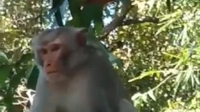 Quảng Trị: Cử lực lượng xua đuổi, bẫy cá thể khỉ tấn công người dân 