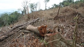 Vụ phá rừng tại địa bàn xã Đakrông xảy ra vào tháng 4
