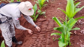 Phát hiện hầm đạn pháo trong vườn nhà dân ở Quảng Trị