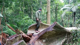 Kỷ luật Giám đốc Ban Quản lý Khu Bảo tồn thiên nhiên Bắc Hướng Hóa vì để xảy ra phá rừng