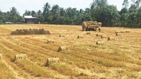 Vụ đông xuân năm 2021, nông dân ĐBSCL sản xuất lúa đạt năng suất cao, lợi nhuận tăng 