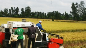 ĐBSCL: Nông dân bán lúa nhanh, giá gạo xuất khẩu tăng 