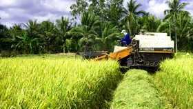 Giúp nông dân trồng lúa tích hợp các giải pháp giảm thất thoát sau thu hoạch