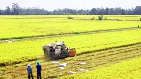 Việt Nam đang dẫn đầu giá xuất khẩu gạo 5% và 25% tấm 
