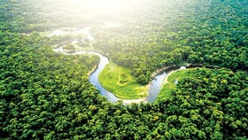 Rừng Amazon tại Brazil bị tàn phá nghiêm trọng