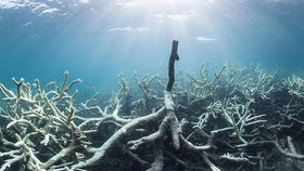 Rạn san hô Great Barrier Reef ở đảo Lizard, Australia bị tẩy trắng