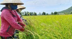 Gần 1.800ha lúa ma lây lan ở miền Bắc