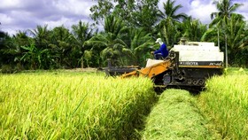 TPHCM giữ ổn định 1.000ha đất canh tác lúa đến năm 2025