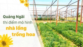Quảng Ngãi thí điểm mô hình nhà lồng trồng hoa