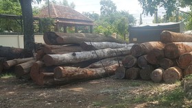 Hàng trăm khối gỗ tang vật thu giữ tại hạt kiểm lâm Cư Jút