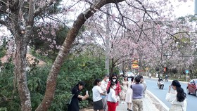 Du khách thích thú chụp hình với mai anh đào rực hồng tại Đà Lạt