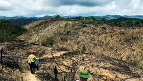 Rừng lại "biến mất" ở Bình Định: Trách nhiệm lớn nhất thuộc về chủ rừng