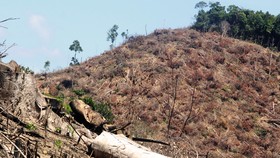 Bắt nghi phạm chủ mưu vụ phá 61ha rừng tự nhiên ở Bình Định