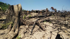 Có hay không việc cán bộ bao che vụ phá trên 60 ha rừng tại Bình Định?