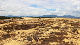 Nhiều héc ta rừng phòng hộ ven biển Bình Định bị san phẳng