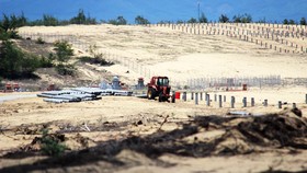 Bình Định chỉ đạo xử lý nghiêm vụ phá 5,26ha rừng phòng hộ ven biển 