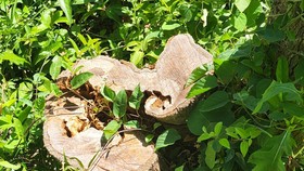 Bình Định: Chỉ đạo điều tra, xử lý nghiêm vụ gần 12ha rừng bị tàn phá, lấn chiếm