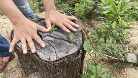 Vụ 2,27ha rừng phòng hộ Vân Canh (Bình Định) bị tàn phá: Công an đã khởi tố, đang cập nhật điều tra