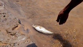 Ráo riết tìm nguyên nhân cá chết hàng loạt trên sông Bồng Miêu