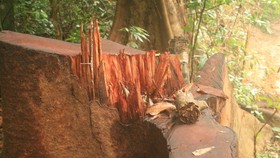 Vụ phá rừng phòng hộ Tuyên Hóa cực kỳ nghiêm trọng