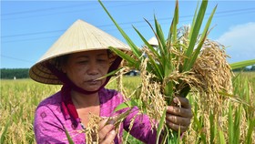 Bà Nguyễn Thị Duyên (Mỹ Hòa, Mỹ Thủy, Lệ Thủy) xót xa với ruộng lúa bị lép bông hoàn toàn của gia đình. 