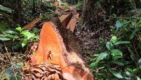 Quảng Bình: Lâm tặc chặt phá rừng phòng hộ