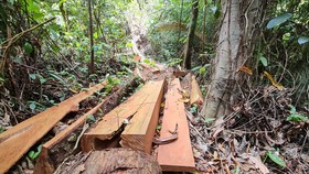 Vụ phá rừng phòng hộ Quảng Ninh do Báo SGGP phản ánh