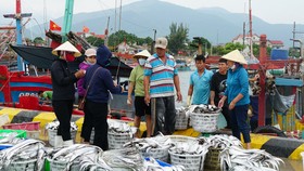 Ngư dân Cảnh Dương chạy bão, trúng đậm cá hố